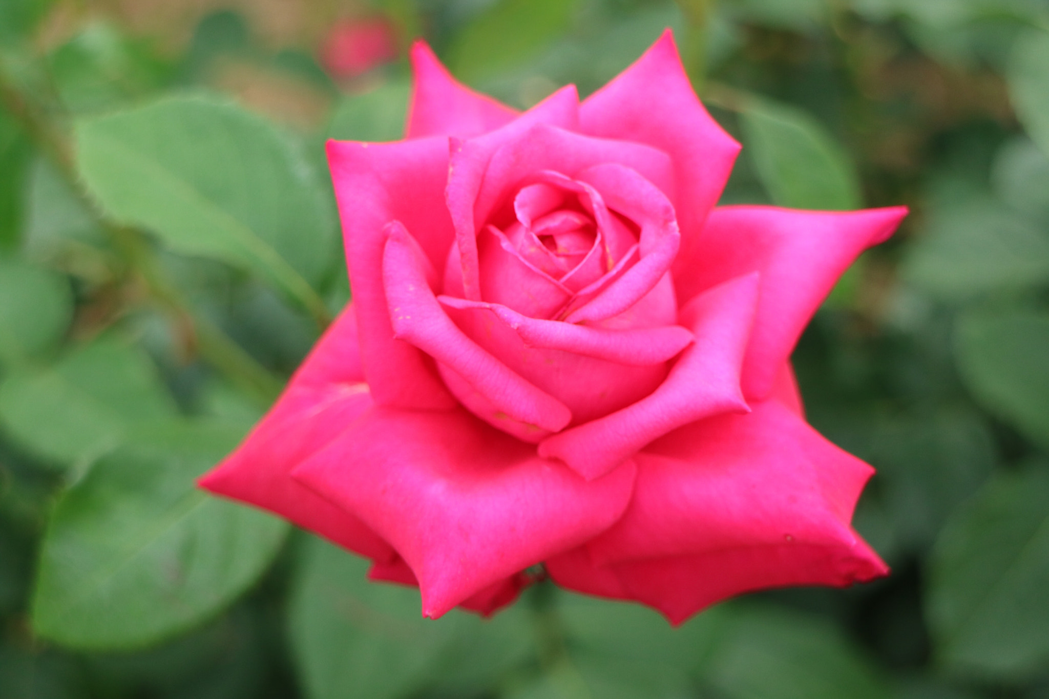 Canon EOS M3 sample photo. A big rose 🌹  photography