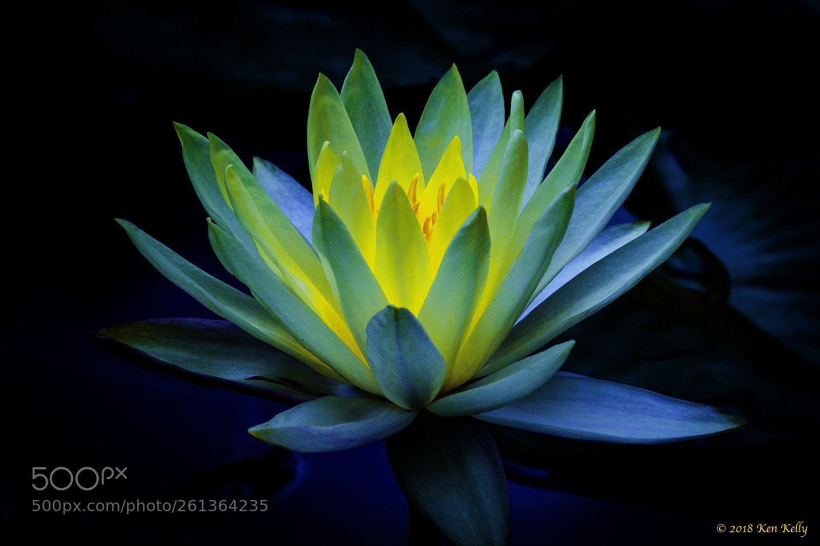 Canon EOS 7D Mark II sample photo. Water lilly photography