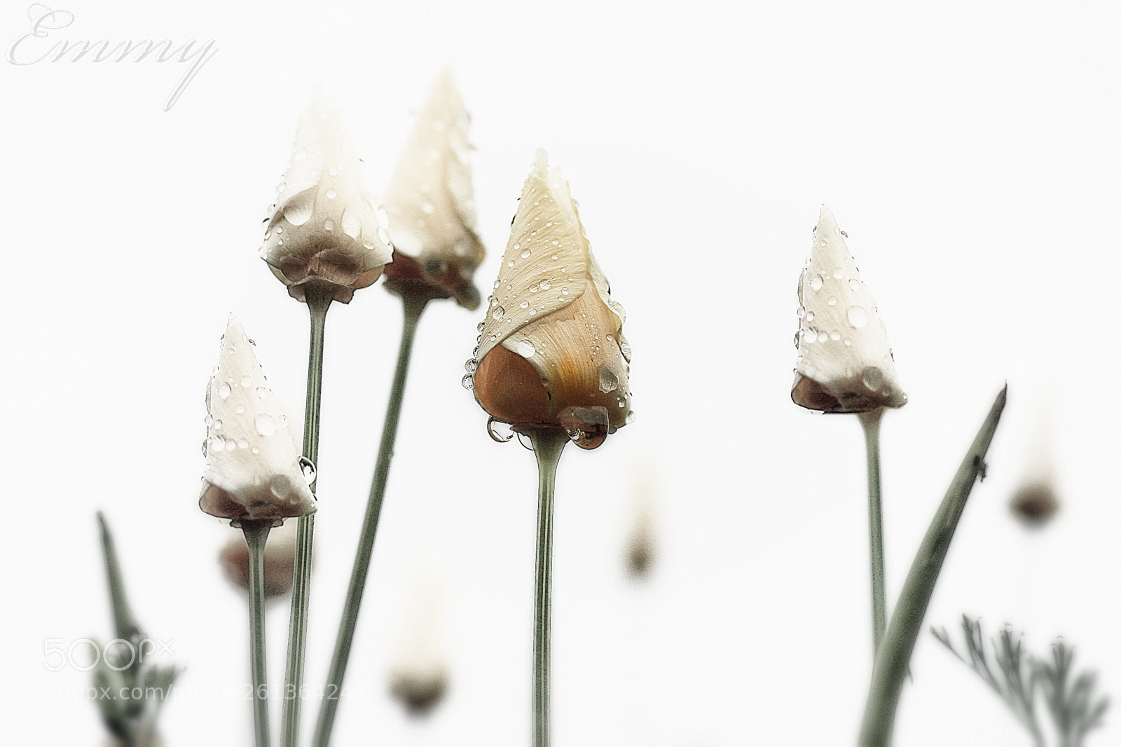 Canon EOS 7D sample photo. Sing a song photography