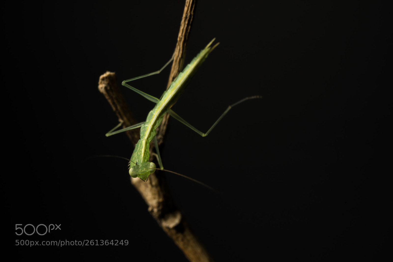 Sony a7 II sample photo. The mantis photography
