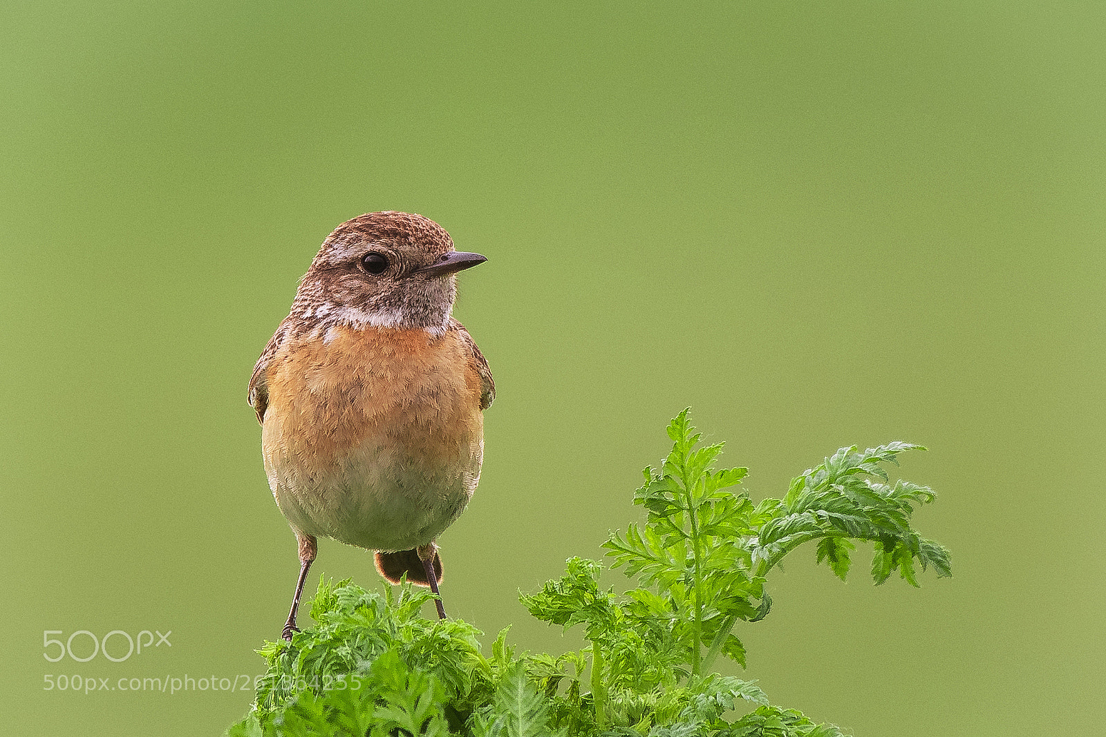 Nikon D500 sample photo. Stonechat ♀ (saxicola rubicola) photography