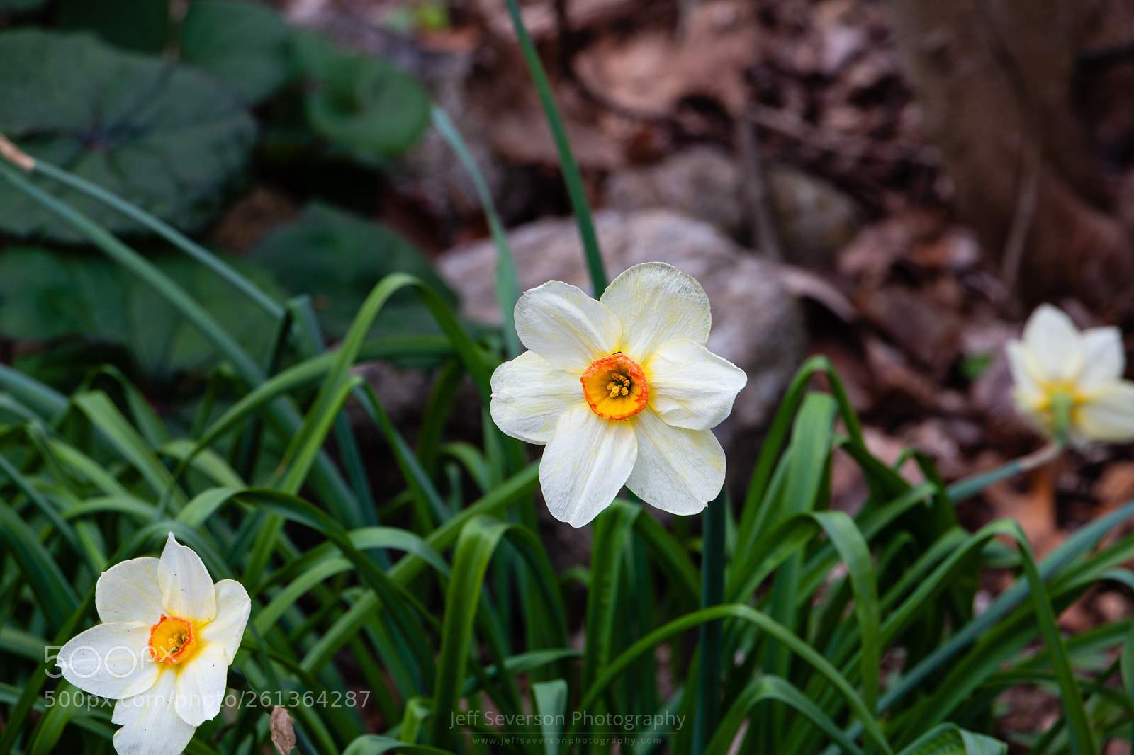 Canon EOS 70D sample photo. White daffodil photography