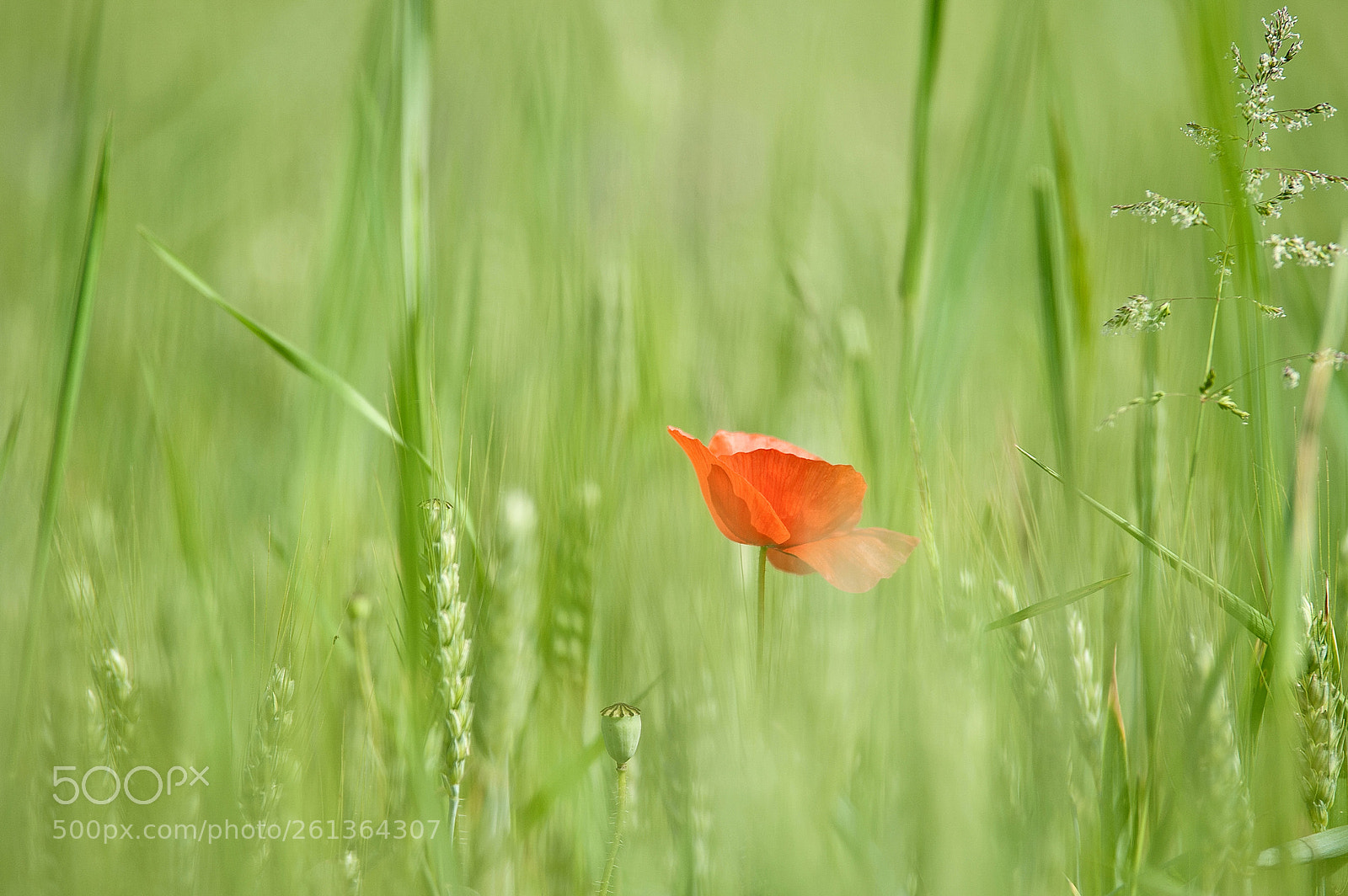 Nikon D700 sample photo. Single photography
