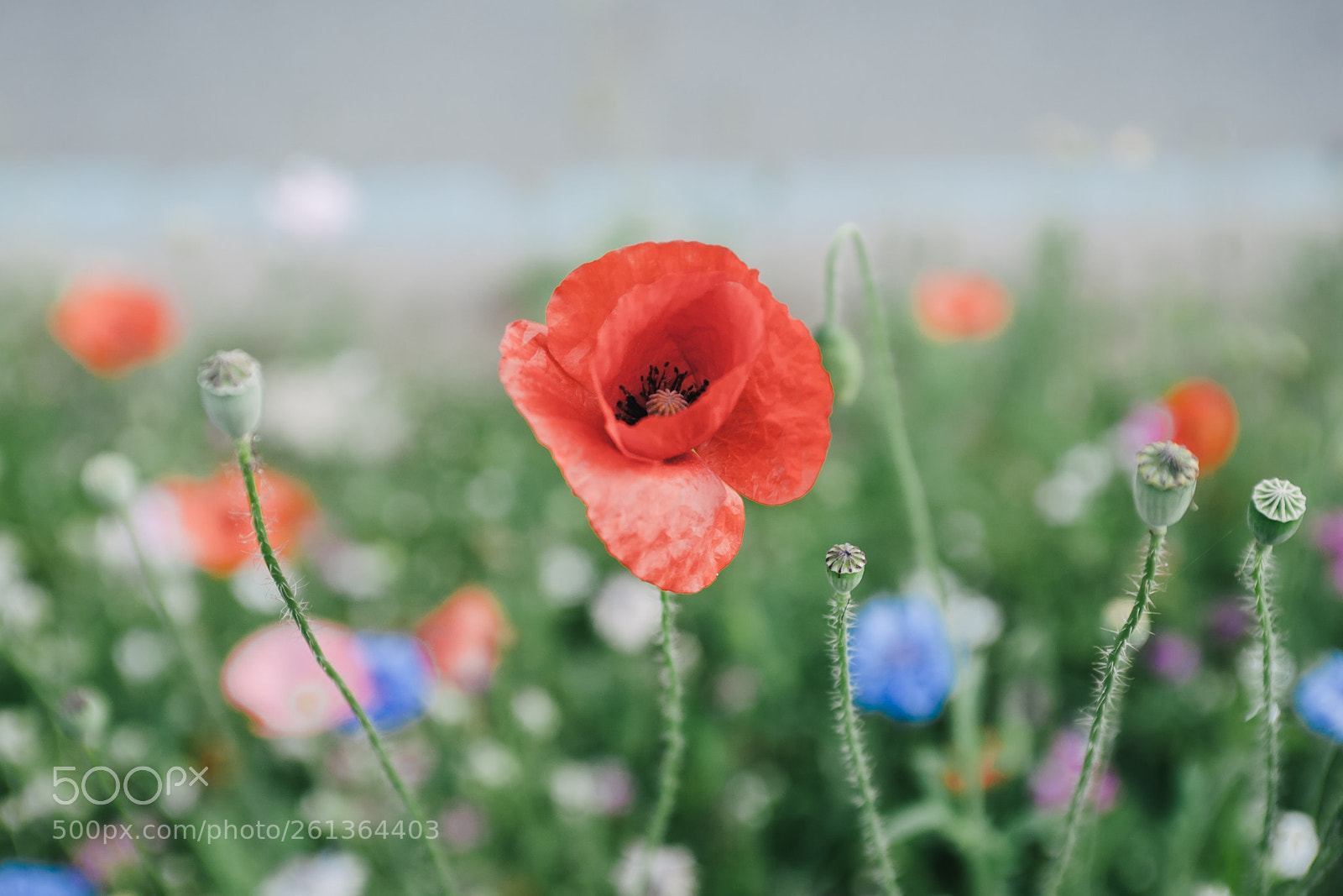 Nikon D700 sample photo. Oriental poppy photography