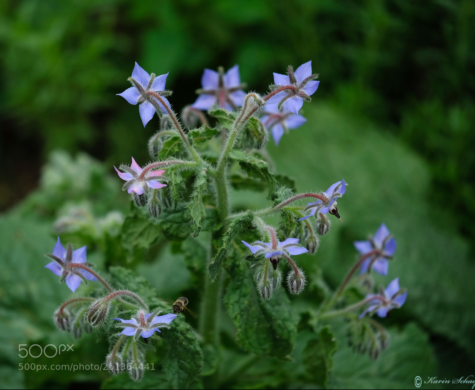 Fujifilm X-T2 sample photo. Borretsch photography