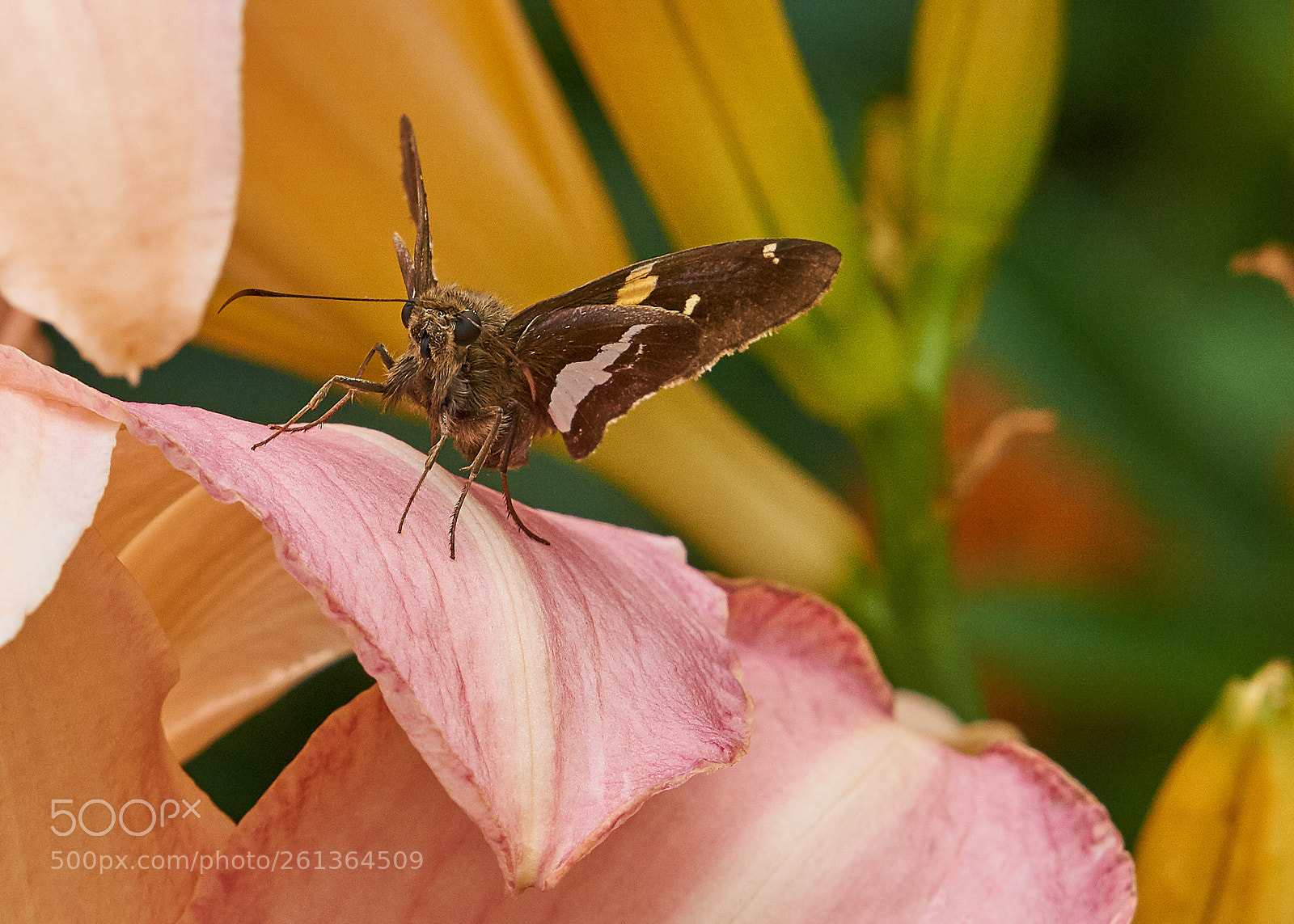 Sony a6000 sample photo. Silver-spotted skipper on daylily photography