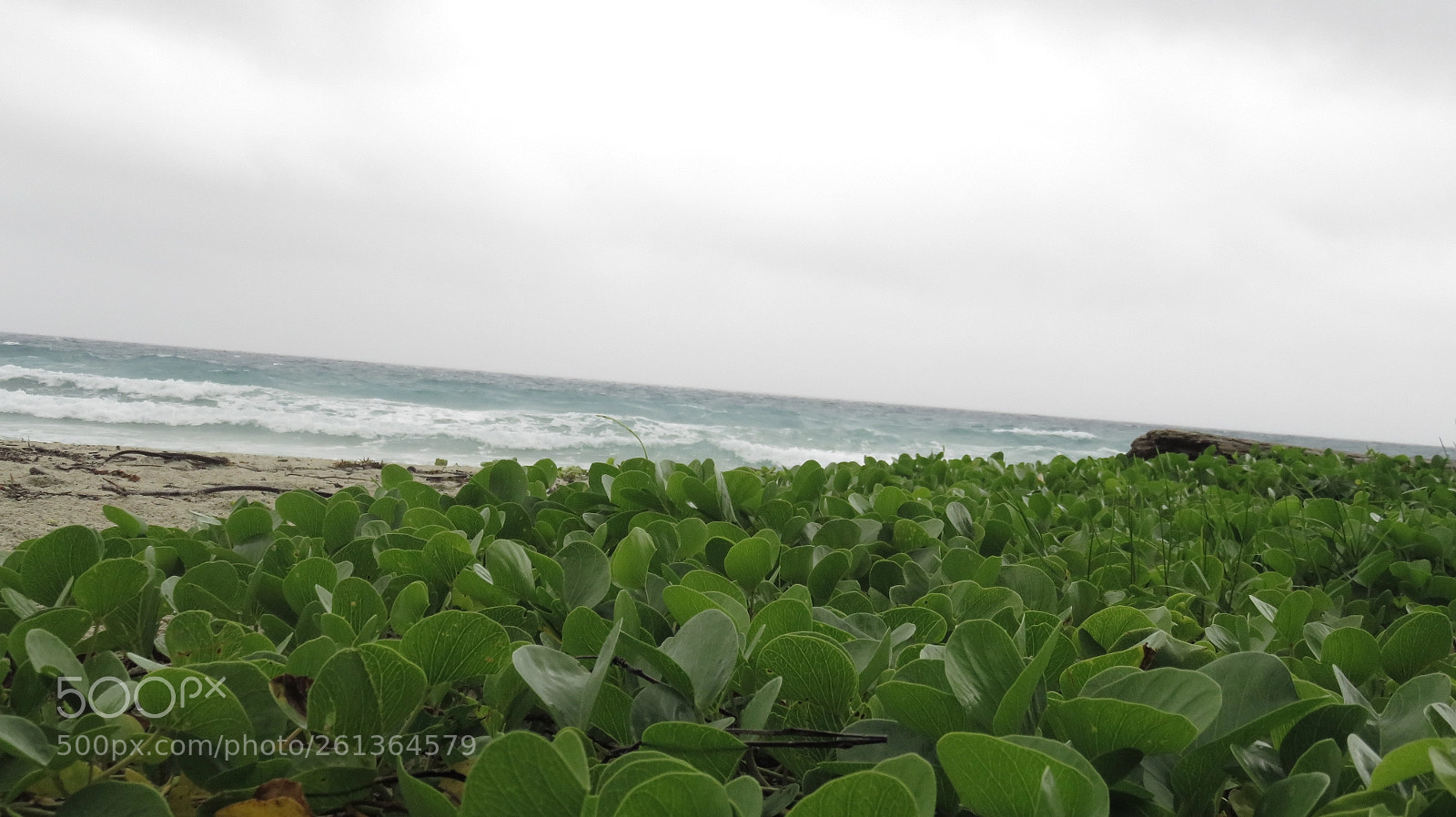 Canon PowerShot SX710 HS sample photo. Untitled photography