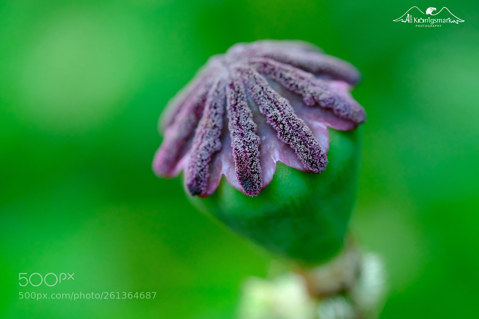 Fujifilm X-T2 sample photo. Green photography