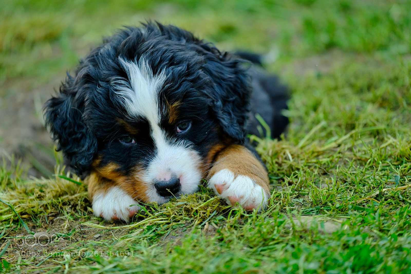 Fujifilm X-T2 sample photo. Puppy photography