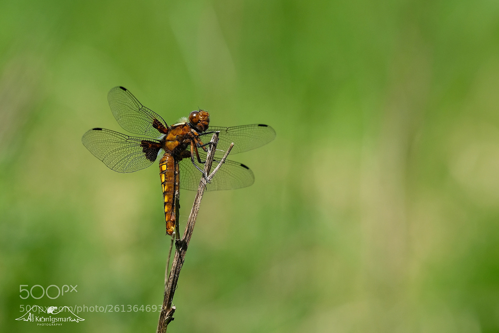 Fujifilm X-T2 sample photo. Dragonfly photography