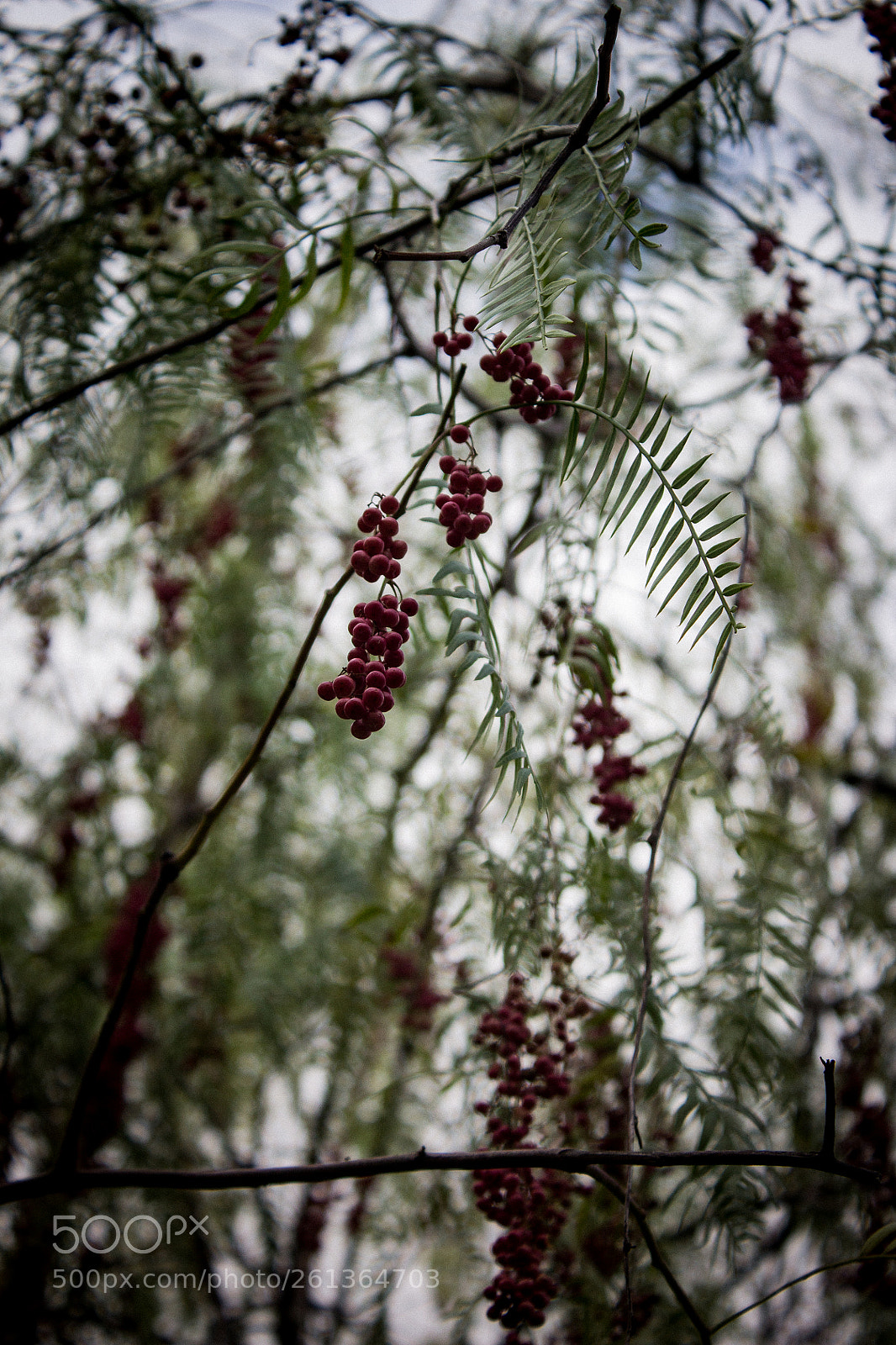 Canon EOS 1100D (EOS Rebel T3 / EOS Kiss X50) sample photo. Small reds photography