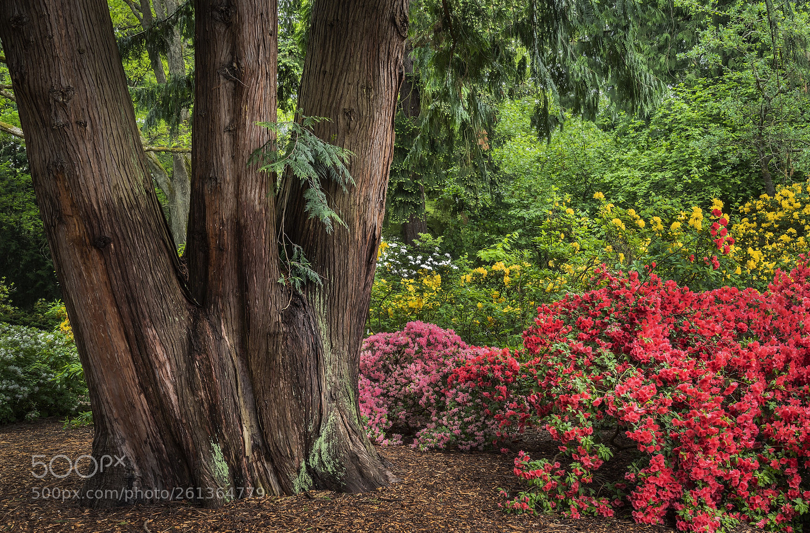Nikon D850 sample photo. Triplet cedars and rhododendrons photography
