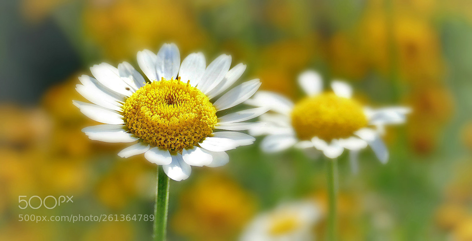 Panasonic Lumix DMC-FZ1000 sample photo. You are my sunshine! photography