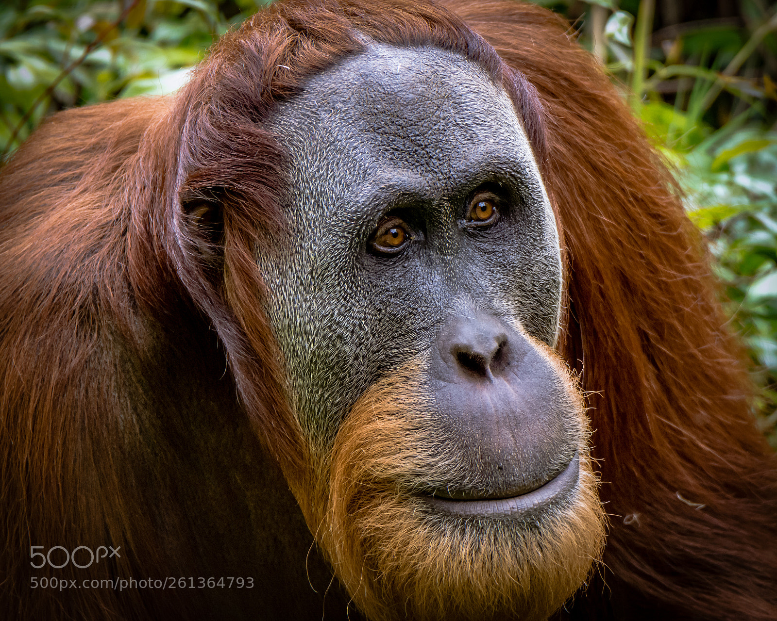 Nikon D7200 sample photo. Orangutan portrait photography