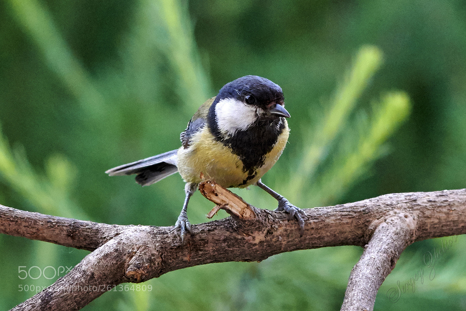 Nikon D7100 sample photo. Tomtit photography