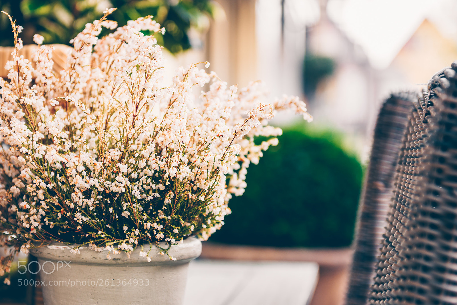 Nikon D810 sample photo. Potted white heather flowers photography