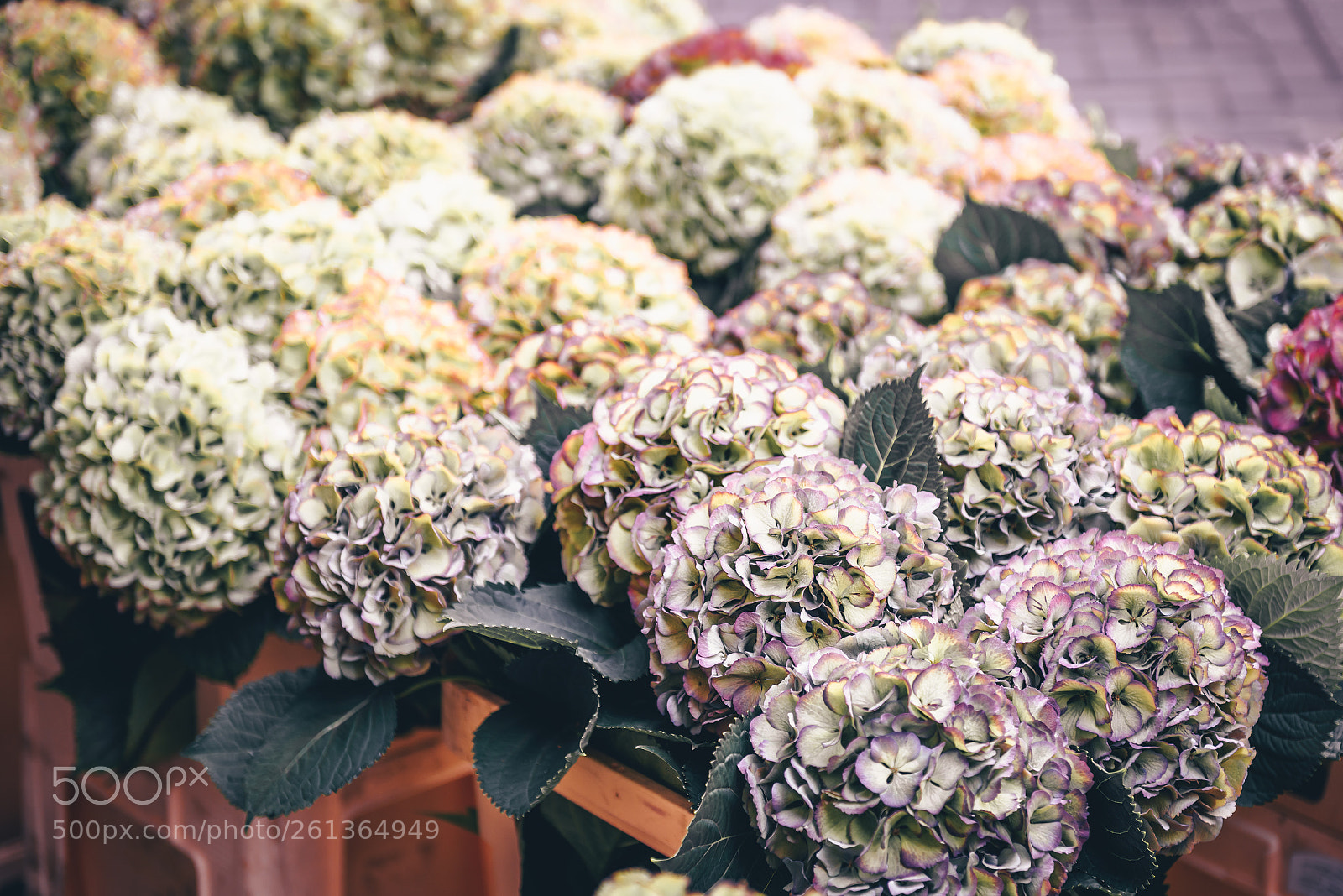Nikon D810 sample photo. Hydrangea flowers photography