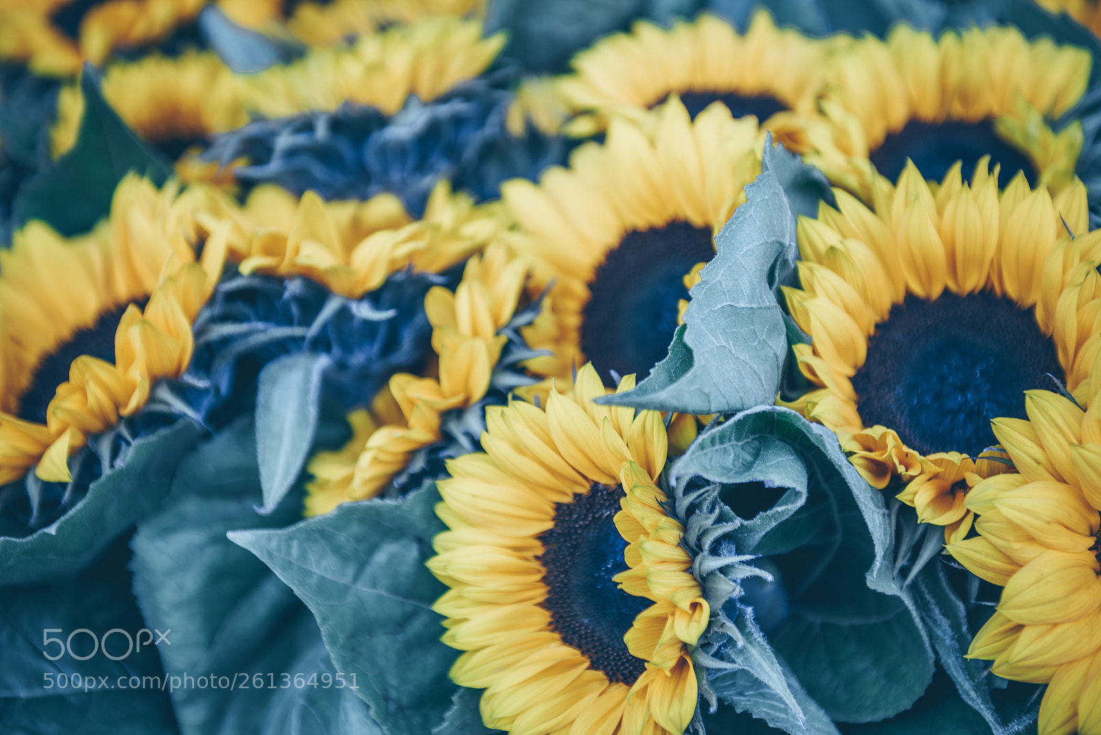 Nikon D810 sample photo. Decorative sunflowers bunch photography