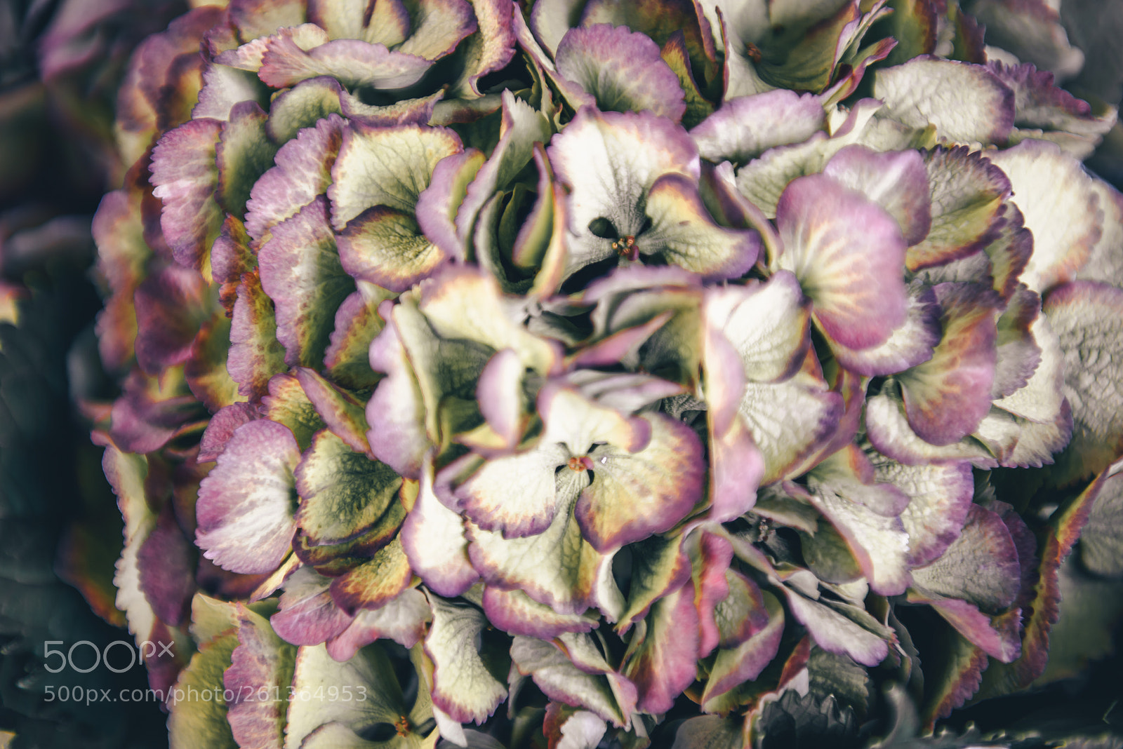 Nikon D810 sample photo. Close up of hydrangea photography
