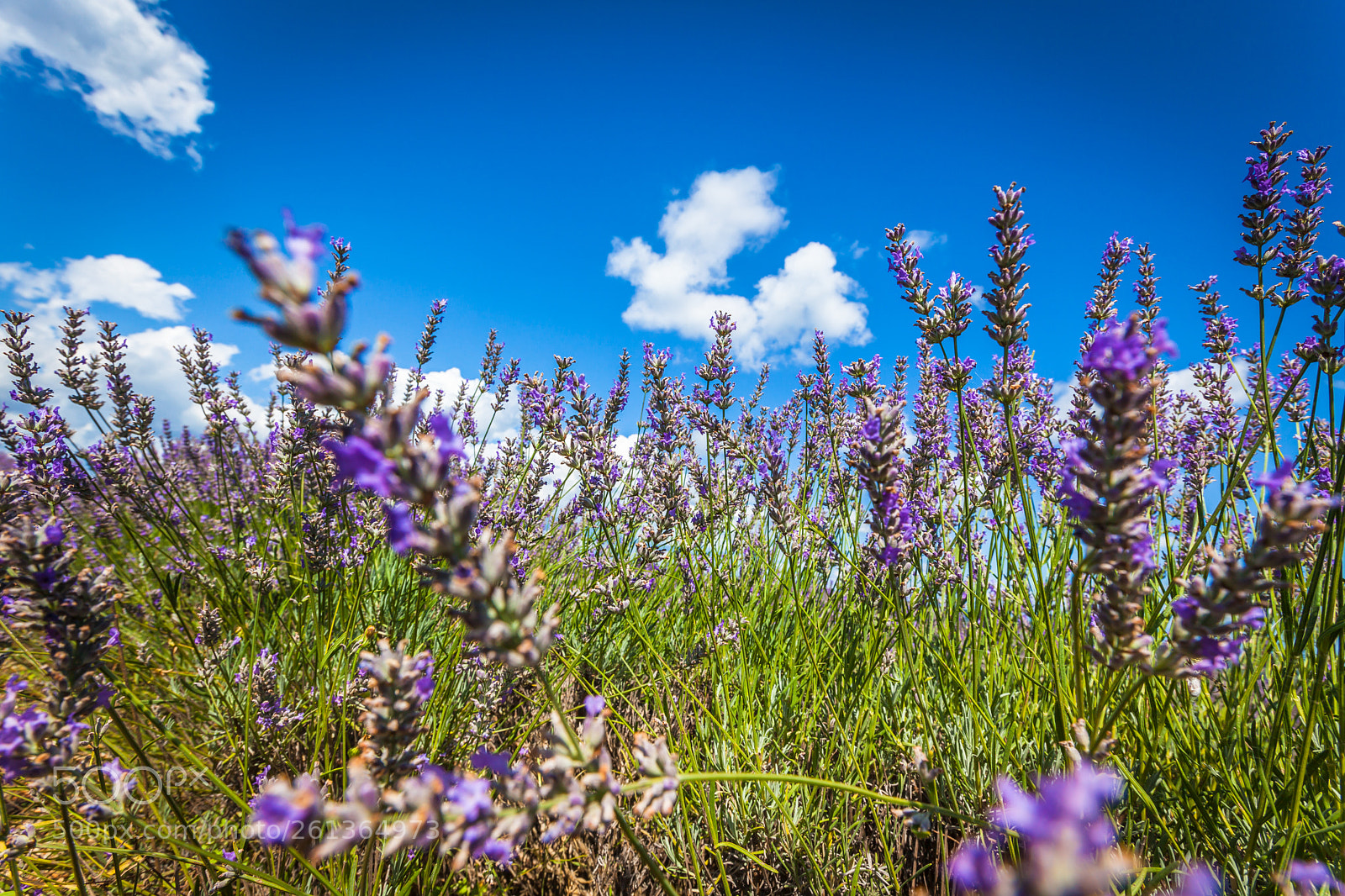 Canon EOS 5D Mark II sample photo. Summer lavender field in photography