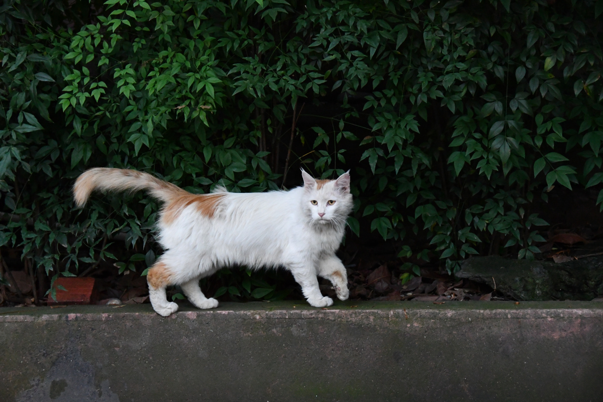 Nikon D7500 + Nikon AF-S DX Nikkor 18-200mm F3.5-5.6G ED VR II sample photo. A domineering and slightly sad cat photography