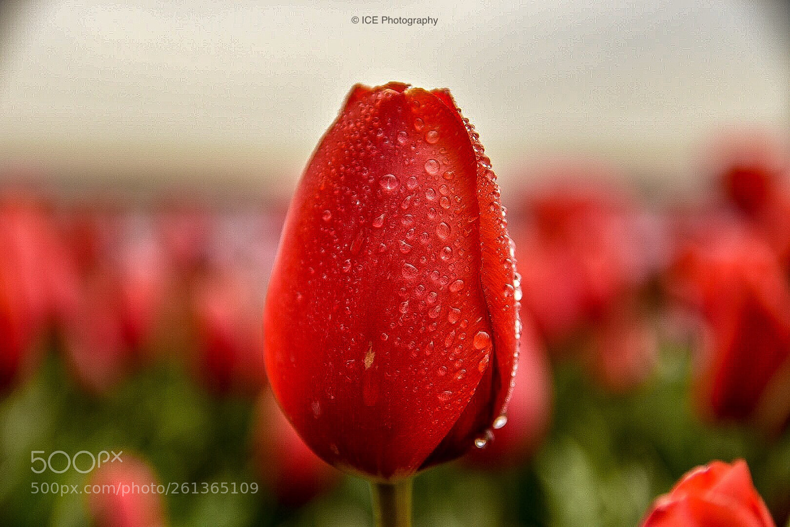 Nikon D7200 sample photo. Flower photography