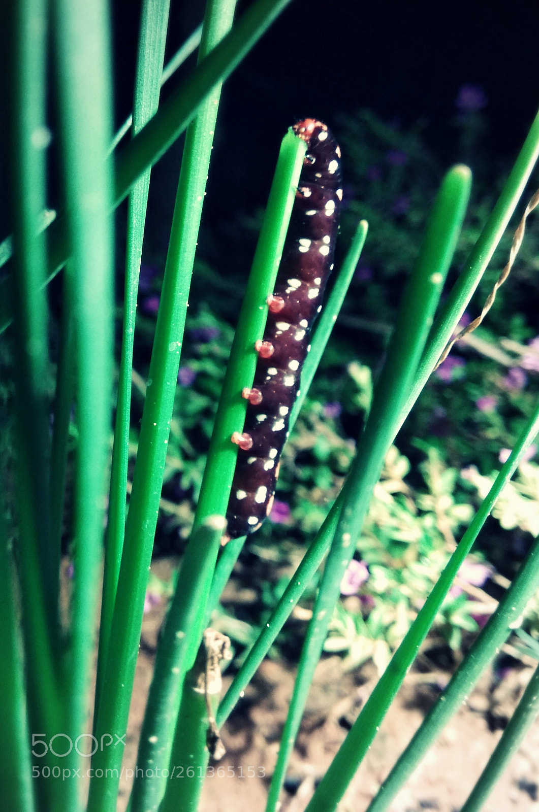 Xiaomi Redmi Note 4 sample photo. Untitled photography