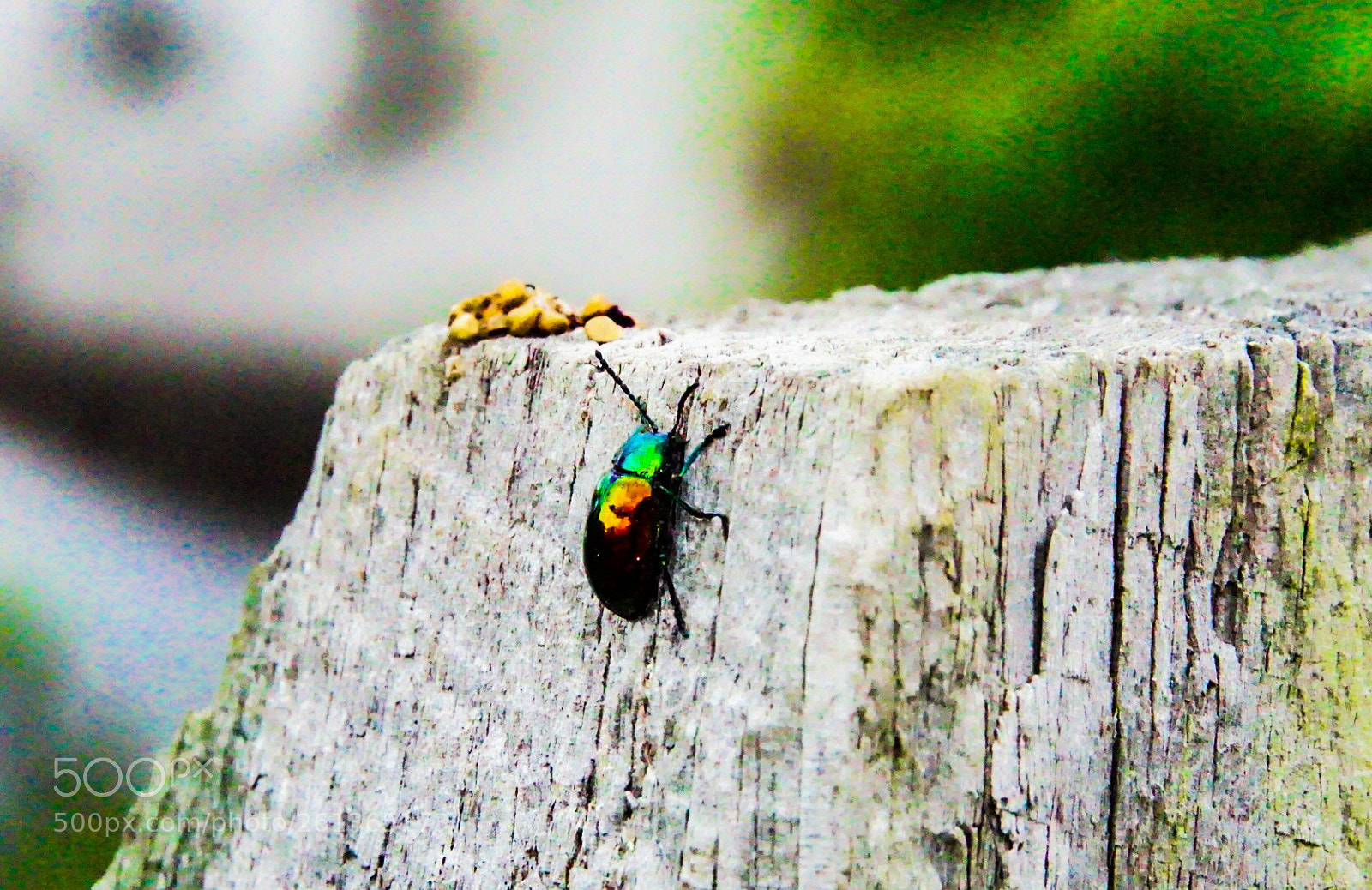 Sony a6000 sample photo. Bug on a post photography