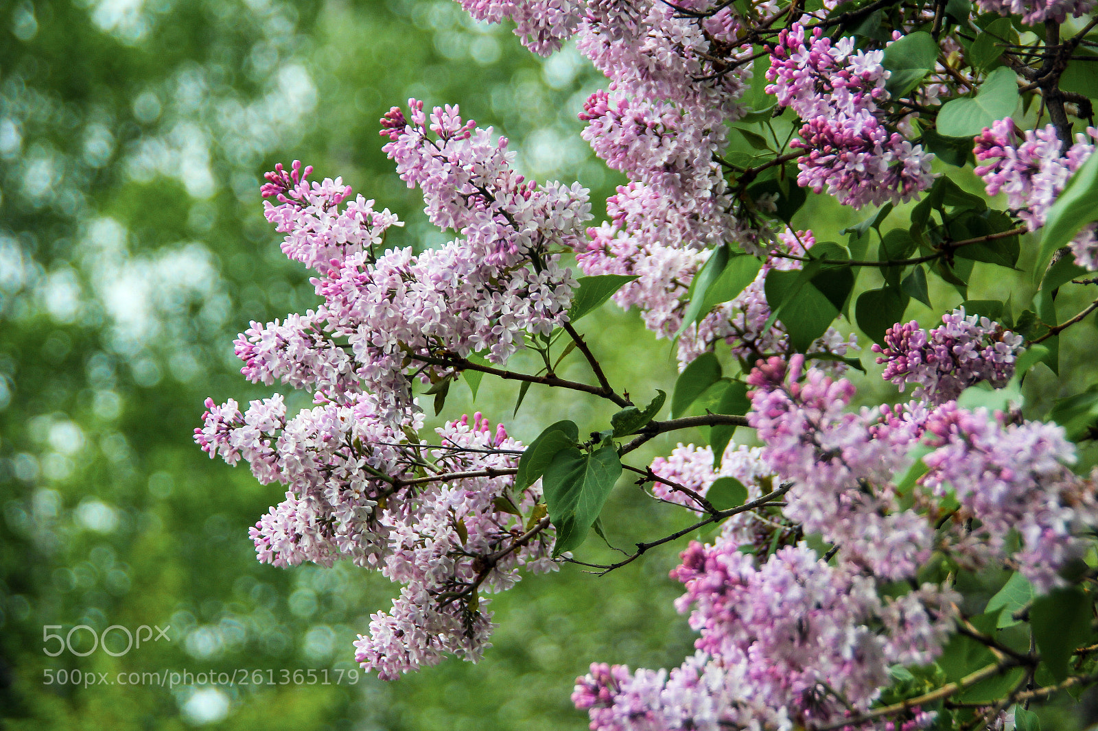 Canon EOS 550D (EOS Rebel T2i / EOS Kiss X4) sample photo. Сирень photography