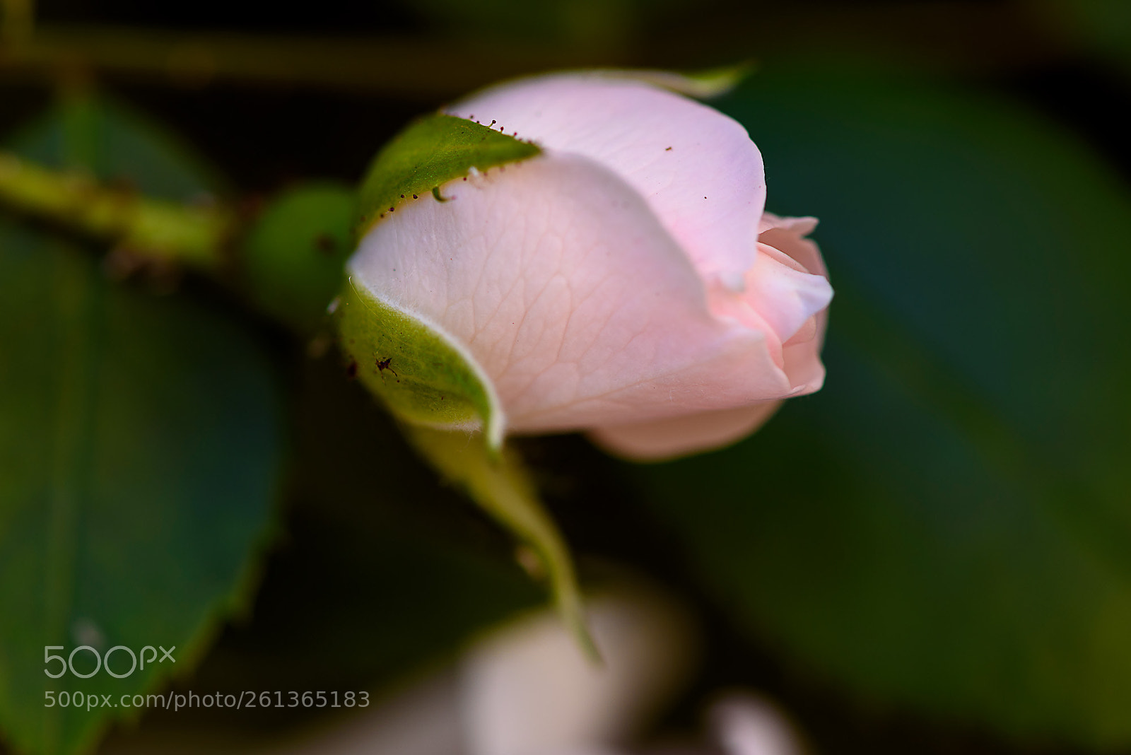 Nikon D750 sample photo. Tender rose photography