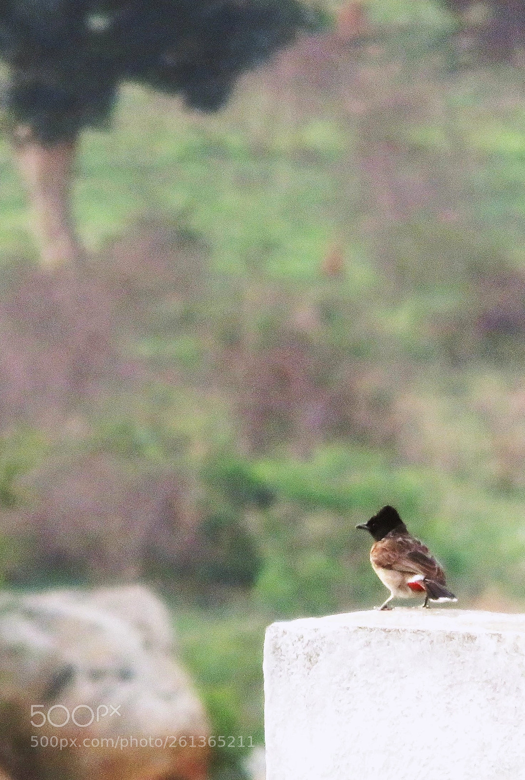 Canon PowerShot SX710 HS sample photo. Untitled photography