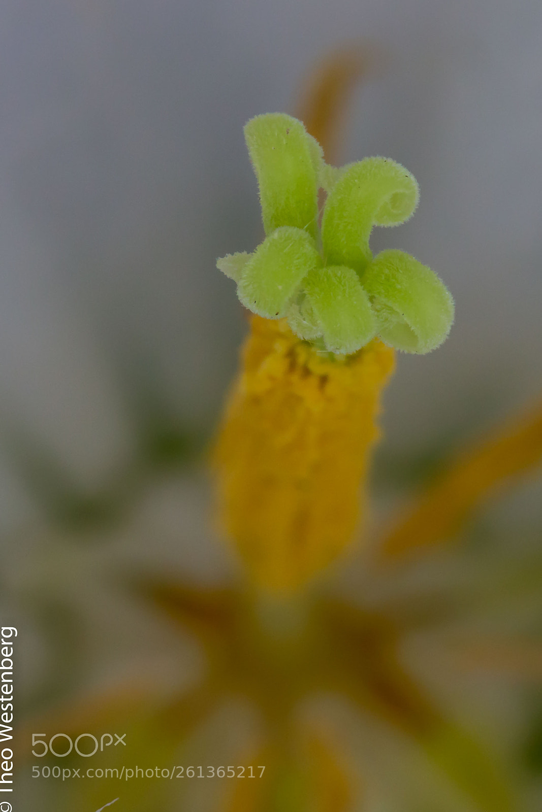 Canon EOS 70D sample photo. Rising from the deep photography