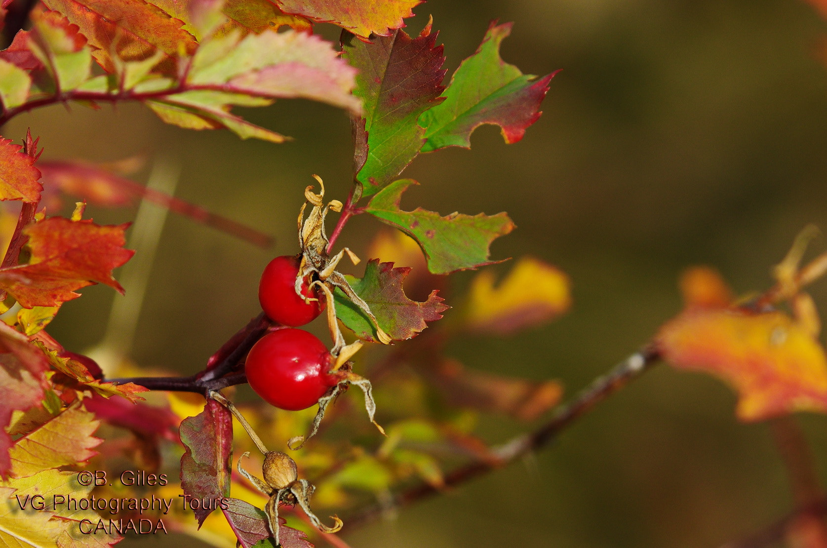 Pentax smc DA* 60-250mm F4.0 ED (IF) SDM sample photo. Rose hip autumn photography