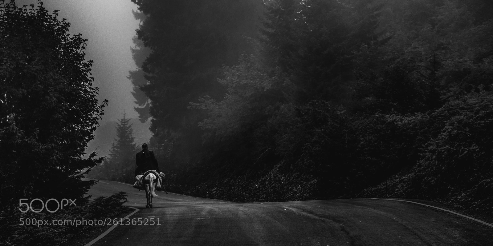 Fujifilm X-T2 sample photo. Dark endless forest photography