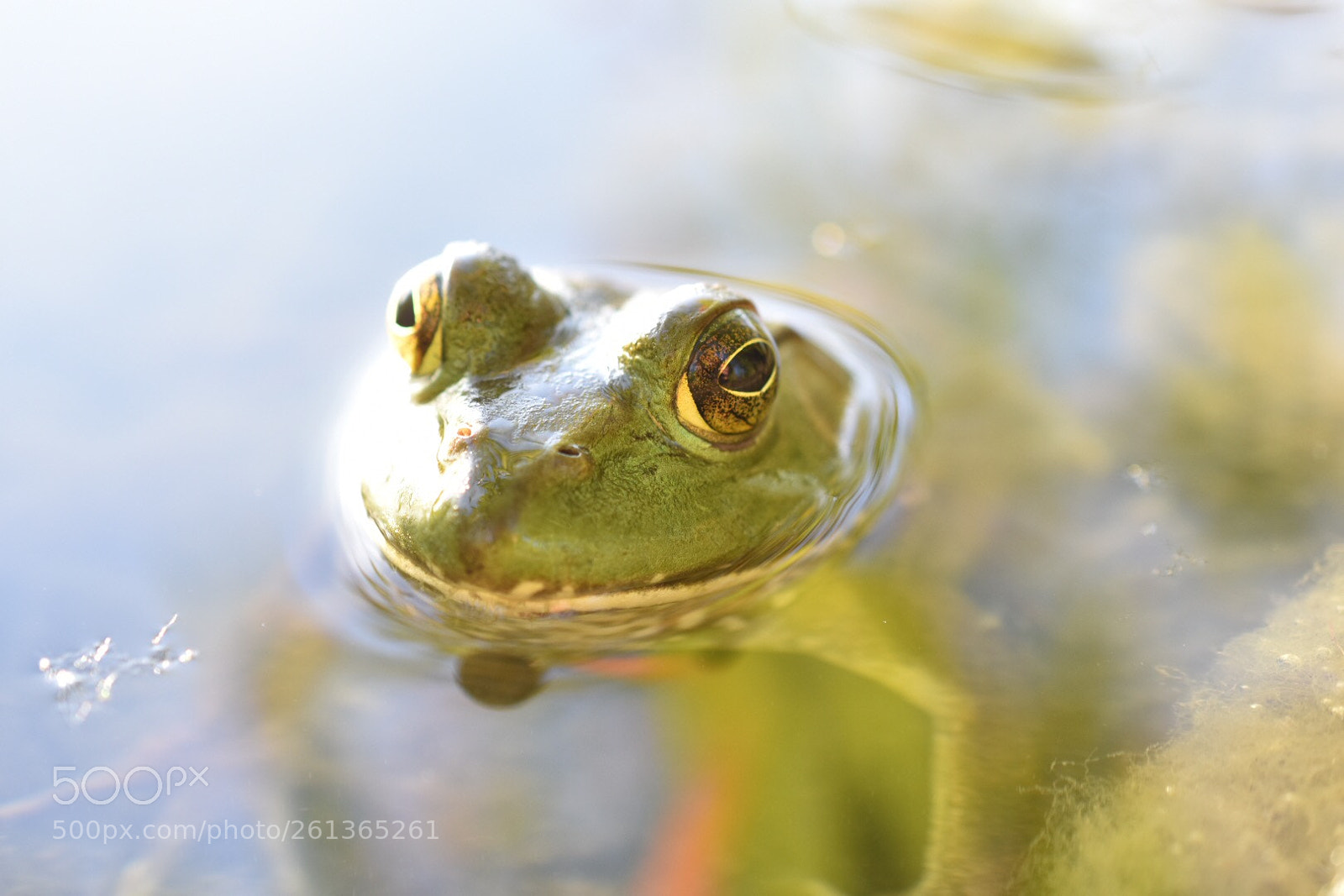 Nikon D3400 sample photo. Frog day afternoon photography