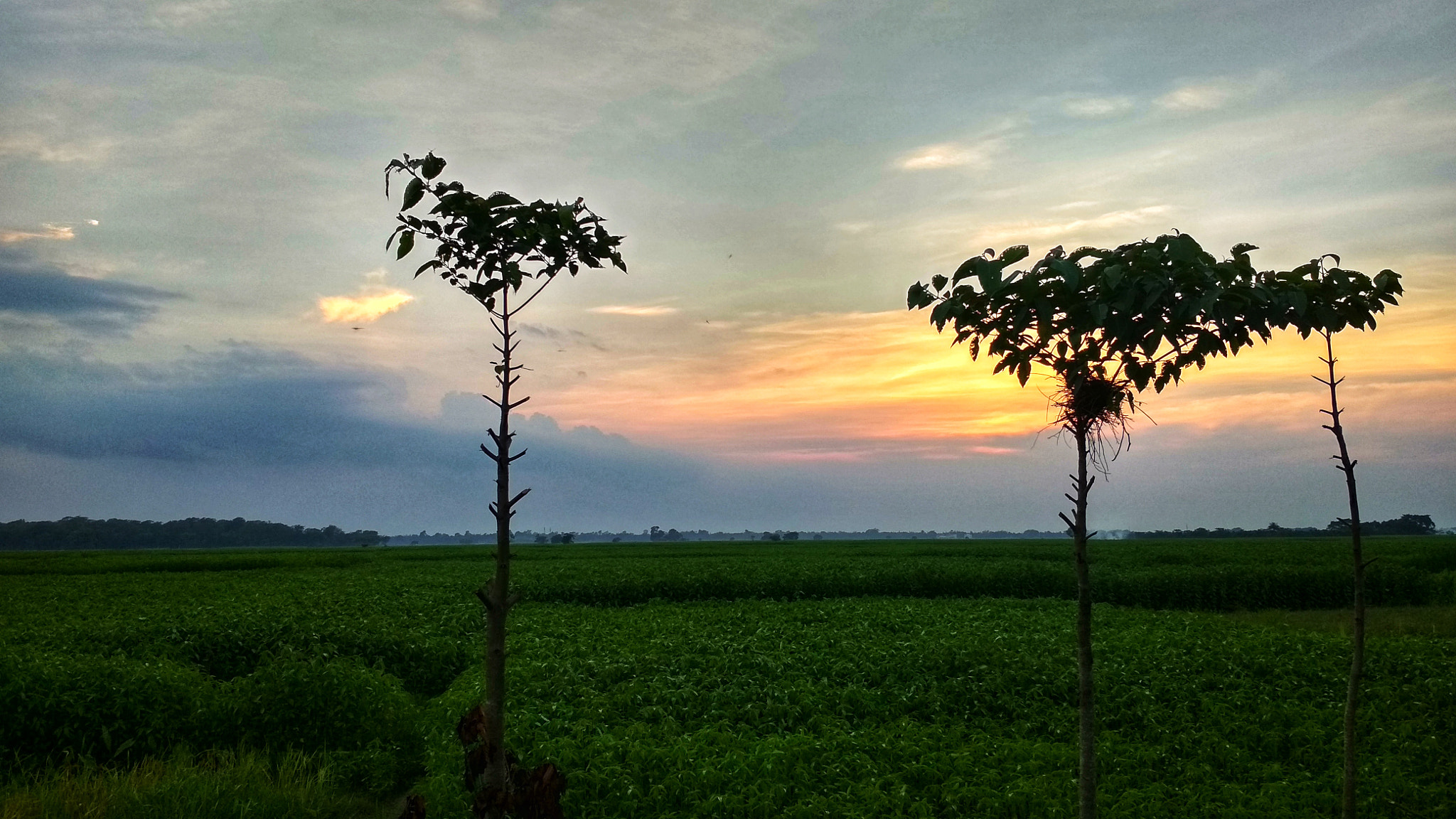 Xiaomi Redmi 4 Pro sample photo