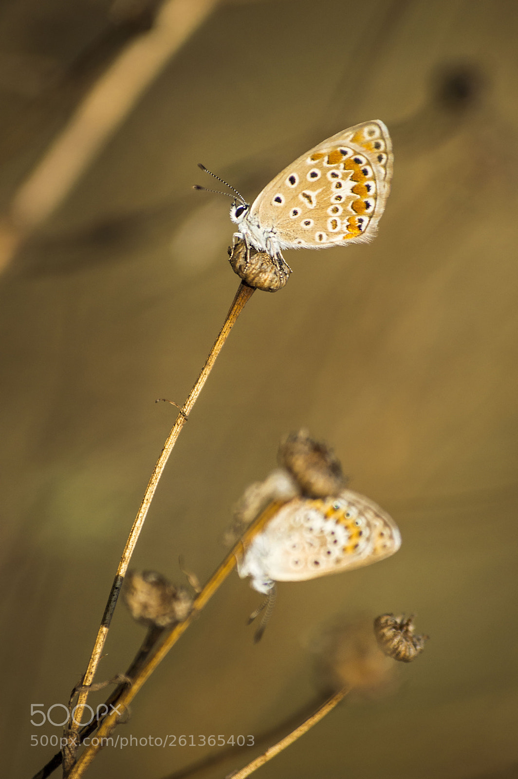 Nikon D3200 sample photo. Fairies photography