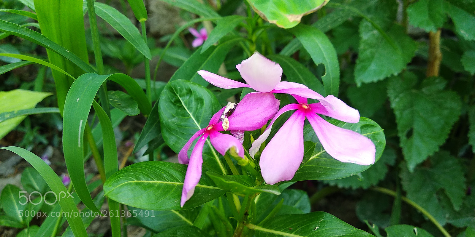 Xiaomi Redmi Note 5 sample photo. Untitled photography