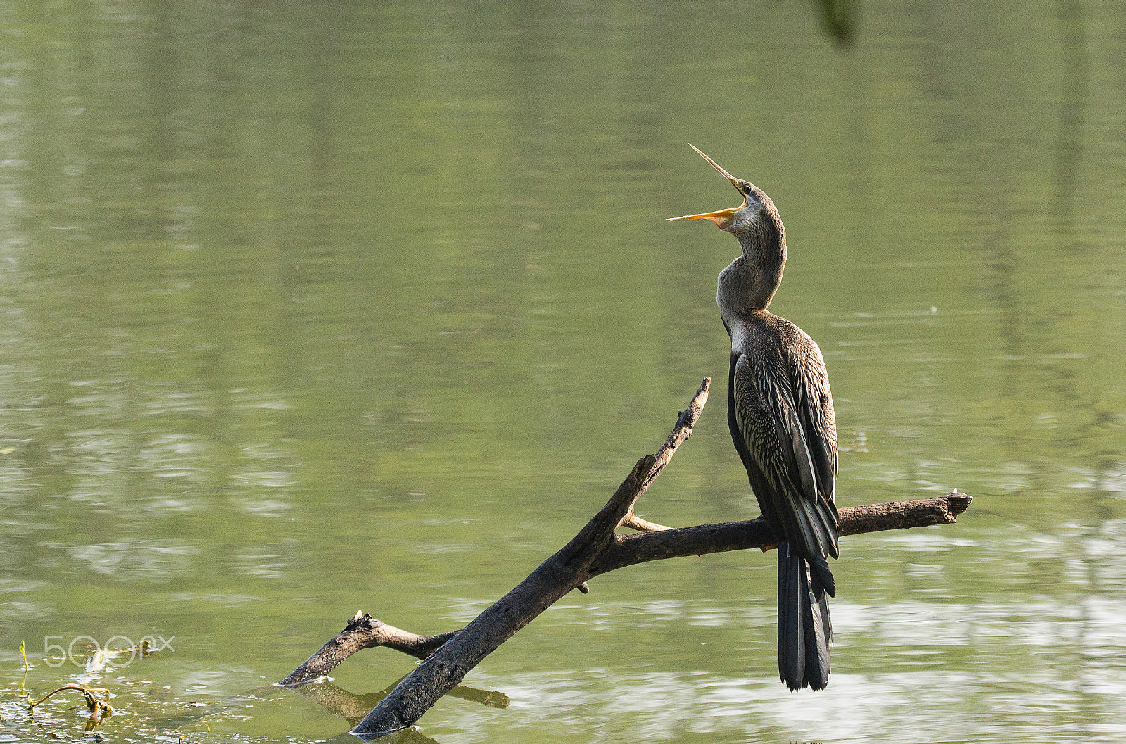 Sony SLT-A65 (SLT-A65V) sample photo. Oriental darter photography