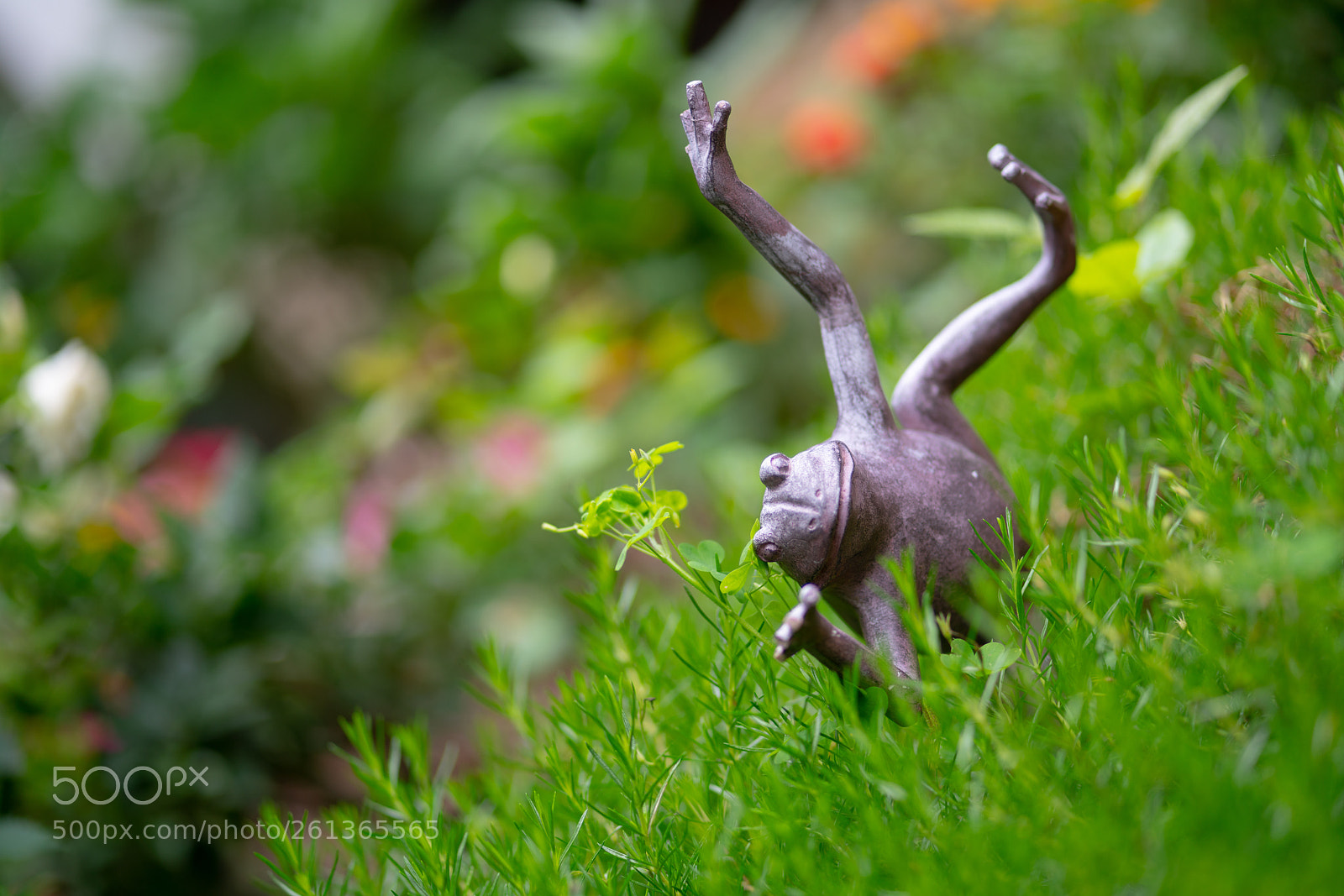 Sony a7R II sample photo. Spring frog photography