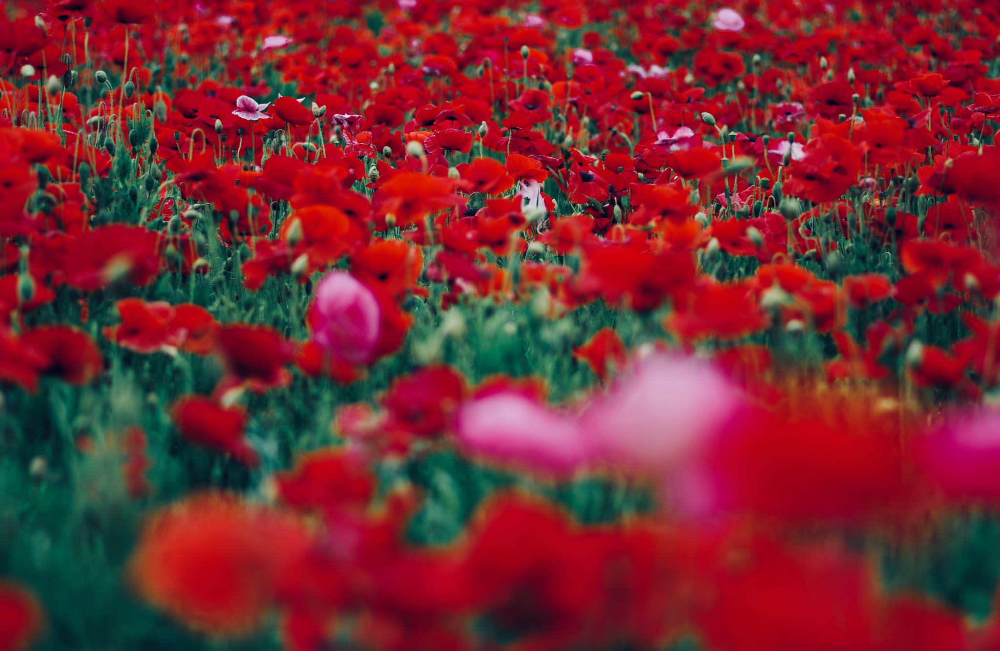 Pentax K-3 II sample photo. Red flower garden photography