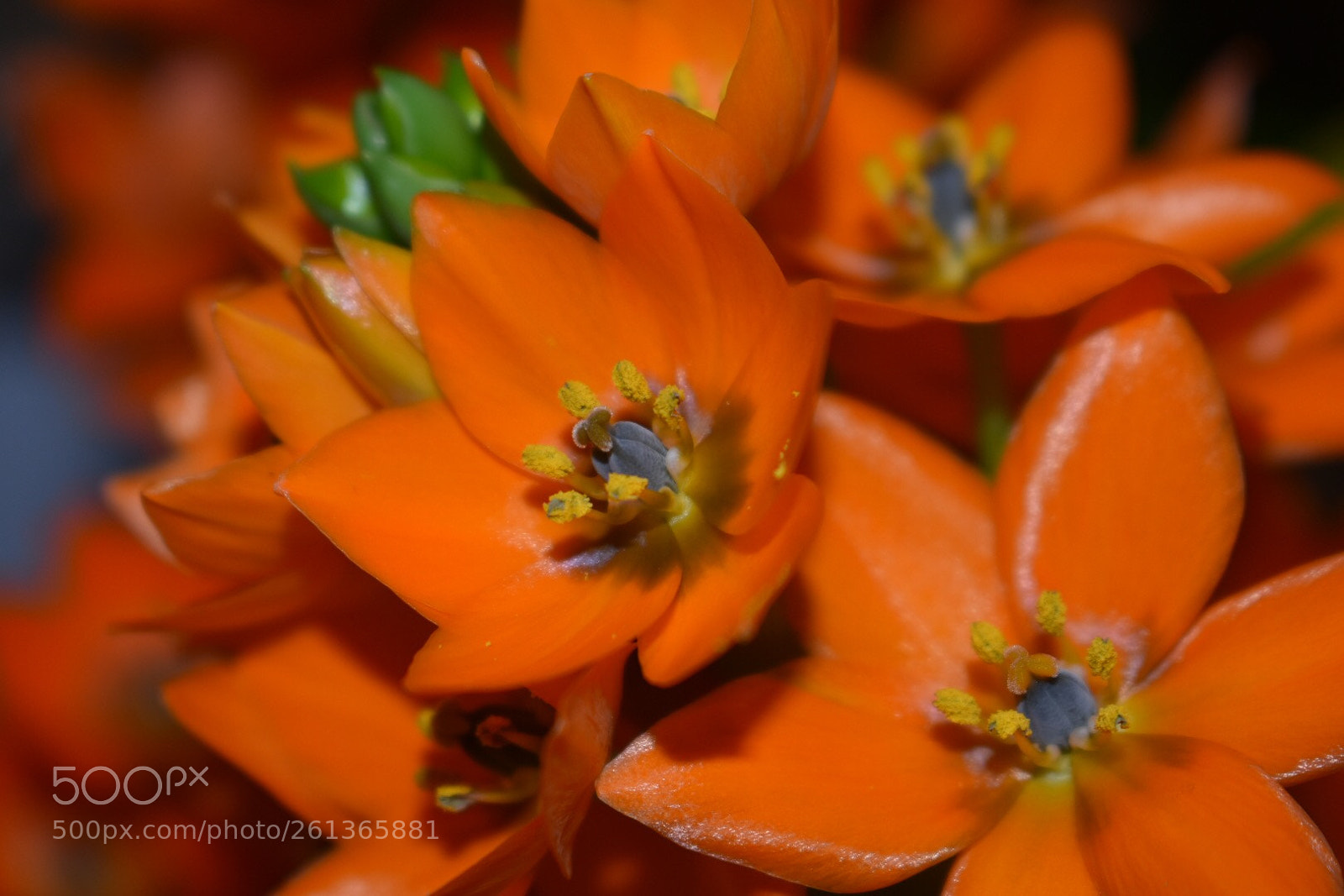 Nikon D3400 sample photo. Birthday flowers photography