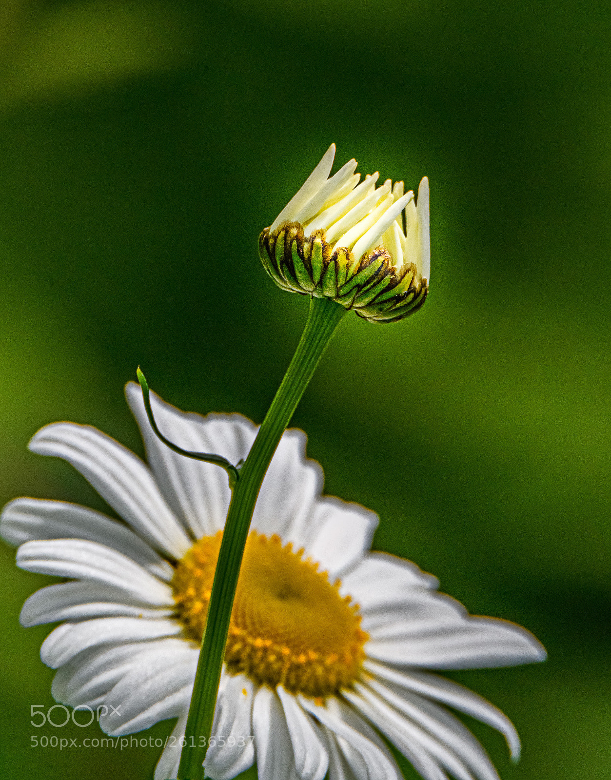 Nikon D850 sample photo. A daisy springs to photography