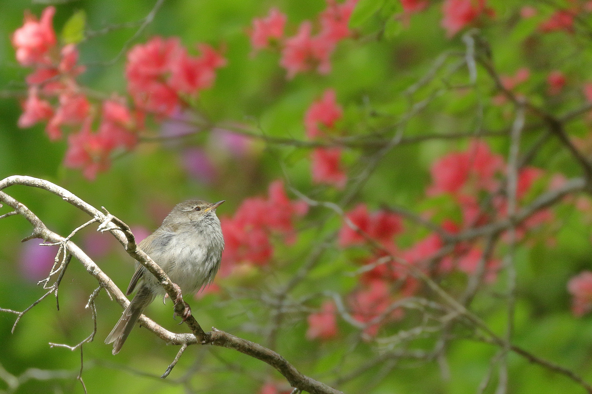 Canon EOS 7D Mark II sample photo. ウグイスと山ツツジ 7i2a6343 photography