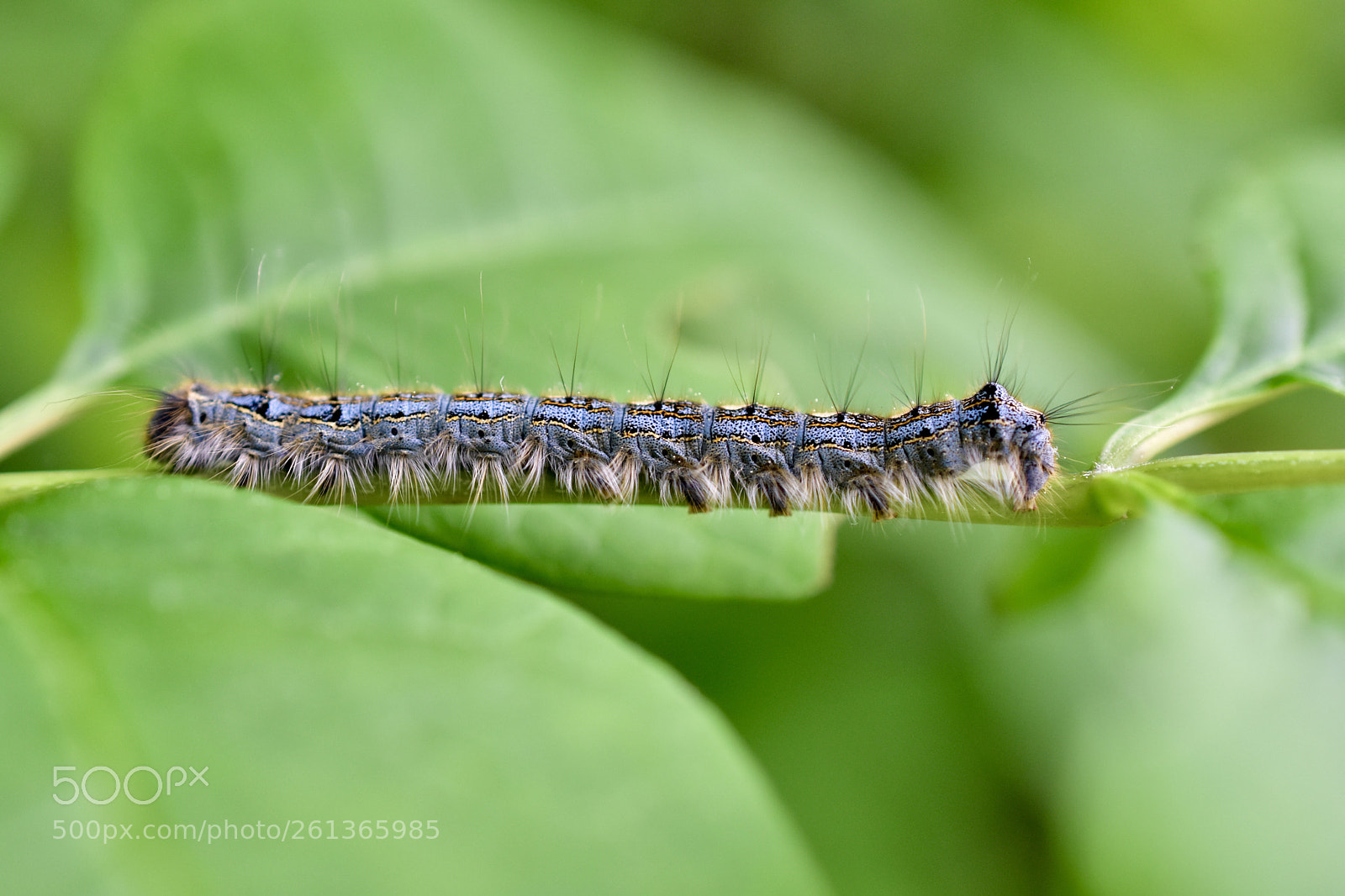 Nikon D3400 sample photo. Caterpillar photography