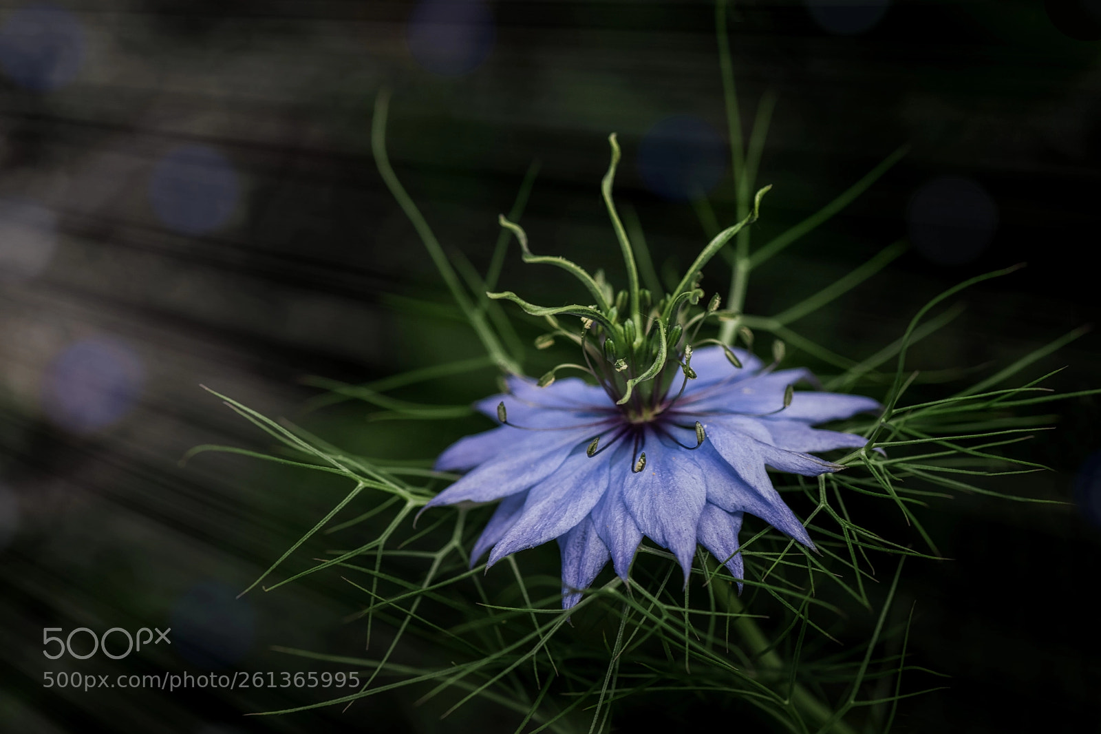 Nikon D850 sample photo. Nigella in light rays photography