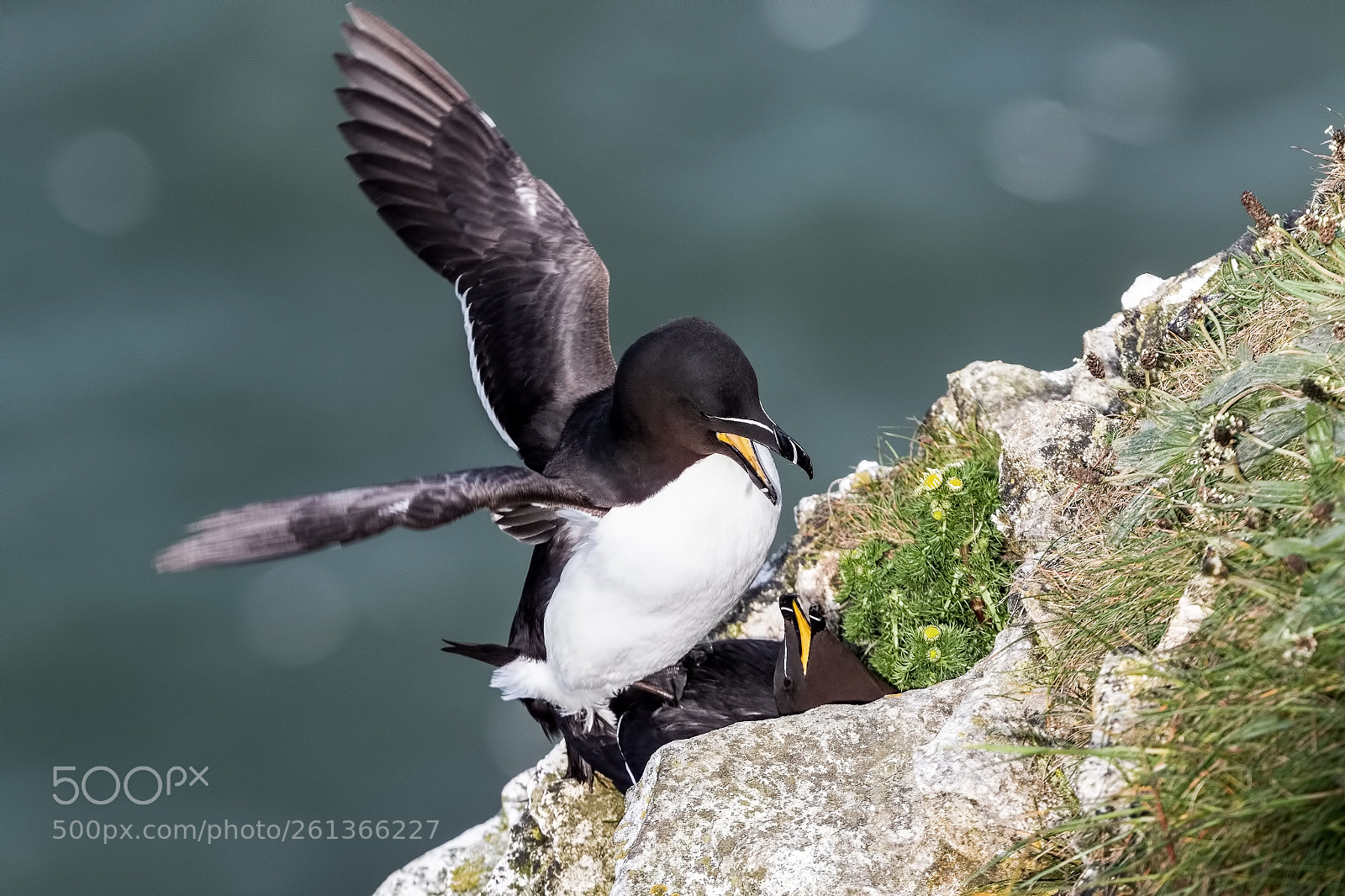 Canon EOS 7D Mark II sample photo. Razorbill ecstasy  photography