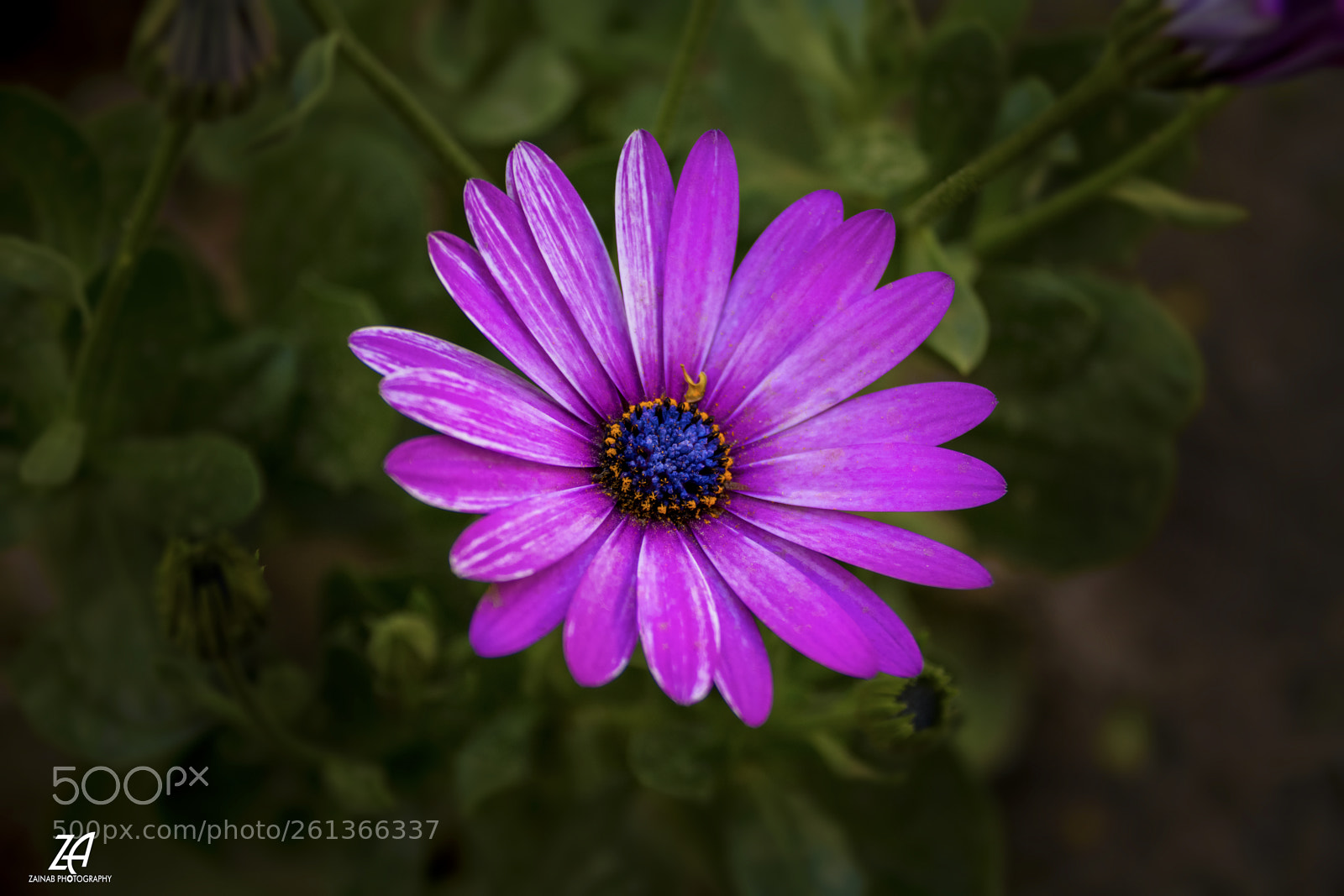 Nikon D5200 sample photo. Lovely purple photography