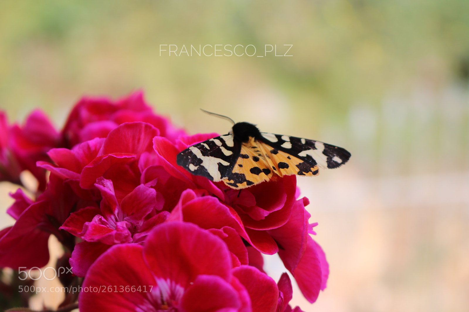 Canon EOS 750D (EOS Rebel T6i / EOS Kiss X8i) sample photo. Untitled photography