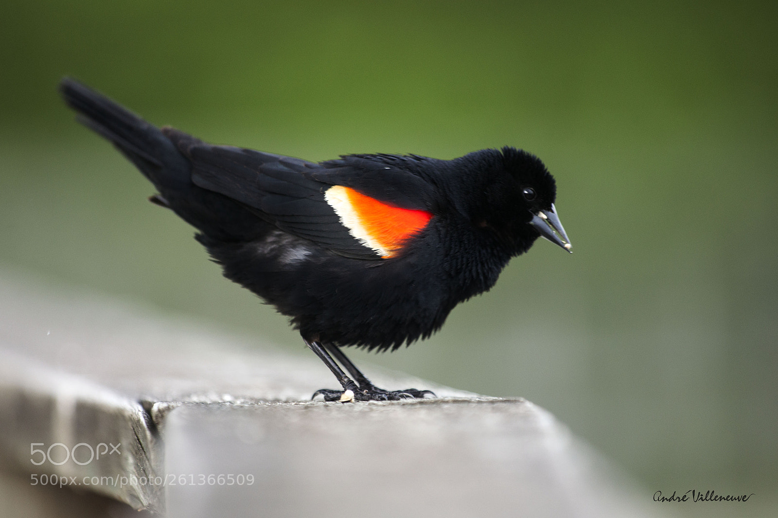 Canon EOS 5D Mark II sample photo. Black white and red photography